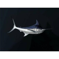 拒絕emo！進口劍旗魚清關報關就找我